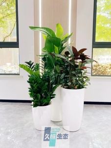 德清写字楼办公室公共区域走道绿植租摆高中低搭配