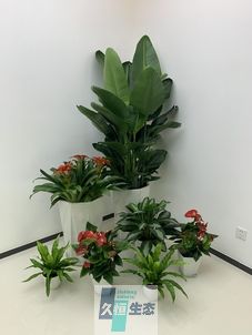 德清办公室花卉绿植租摆简约组合